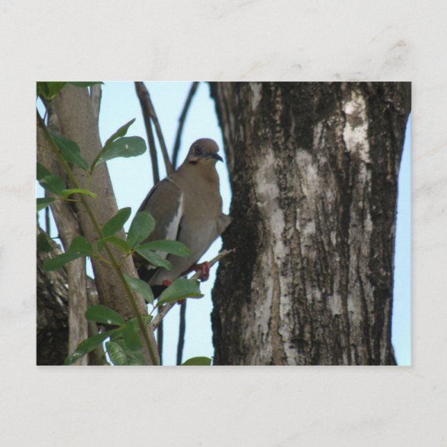 Paloma Tortola Vykort (Framsida)