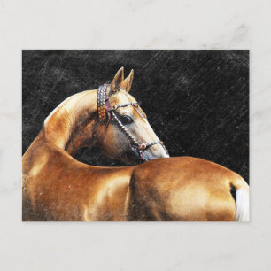 Palomino Akhal-teke stallion Vykort