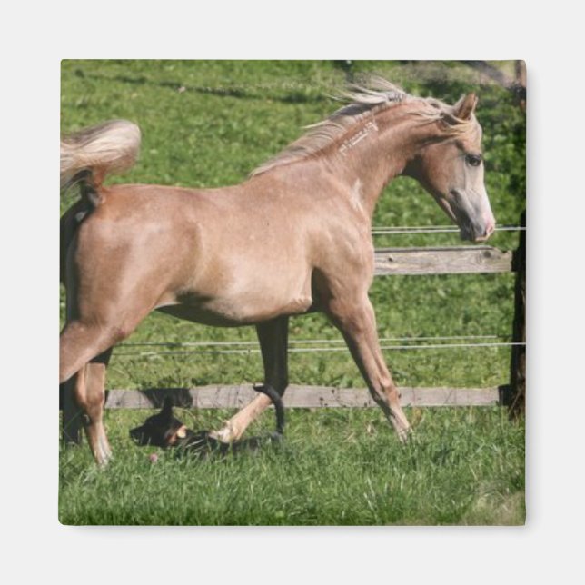 Palomino Arabian Magnet (Framsidan)