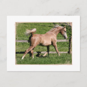 Palomino Arabian Vykort
