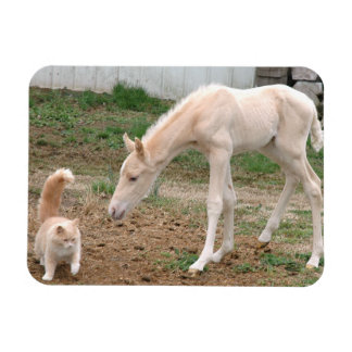 Palomino Baby Horse och Barn Cat Magnet