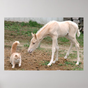 Palomino Baby Horse och Barn Cat Poster
