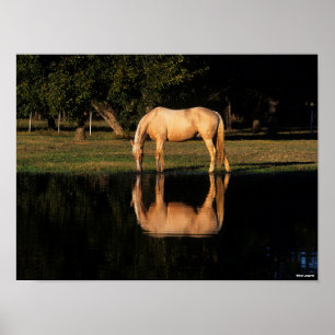 Palomino-bete efter Sjö med reflektion Poster