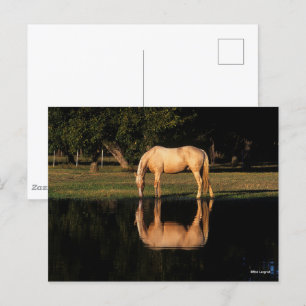 Palomino-bete efter Sjö med reflektion Vykort