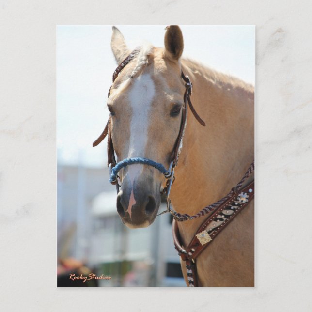 Palomino Bild Vykort (Framsida)