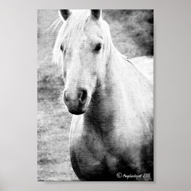 Palomino Black and White Faux Canvas Poster (Framsidan)