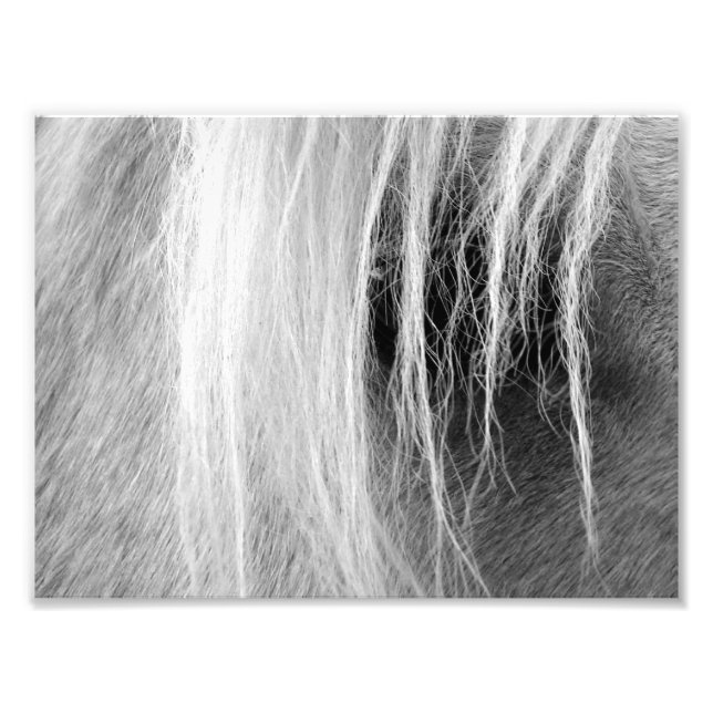 Palomino Black and White Fototryck (Framsidan)
