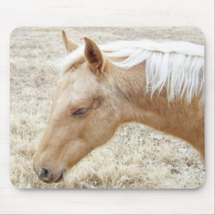 Palomino Colt Pony Horse Musmatta