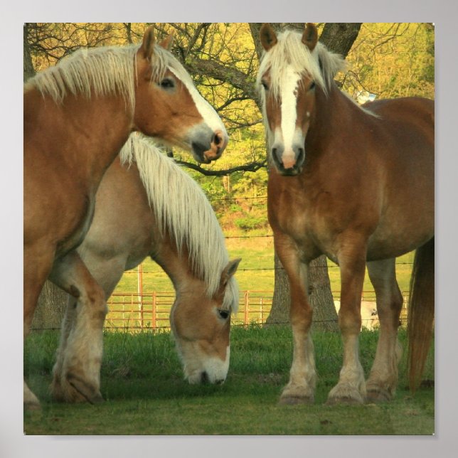 Palomino Draft Horses Poster (Framsidan)
