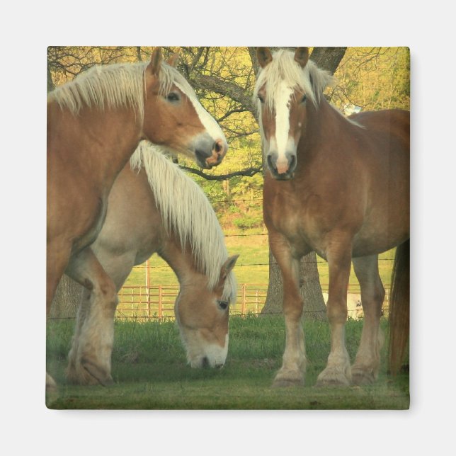 Palomino Draft Horses Square Magnet (Framsidan)