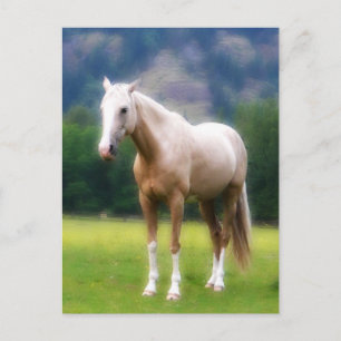 Palomino Dream Horse Vykort