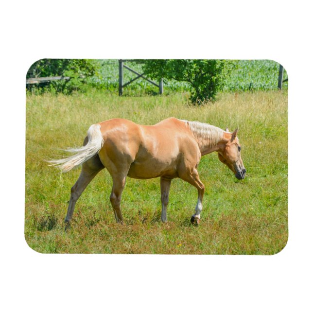 Palomino Farm Horse Magnet (Horisontell)