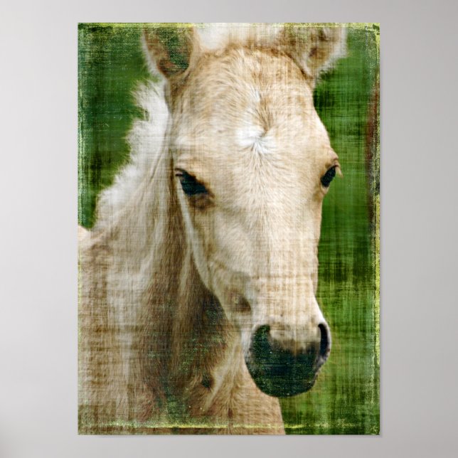 Palomino Foal Poster (Framsidan)