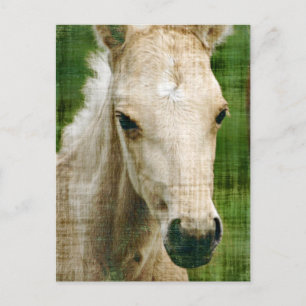 Palomino Foal Vykort