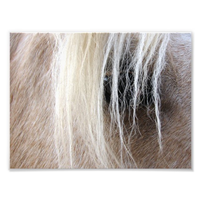 Palomino Fototryck (Framsidan)