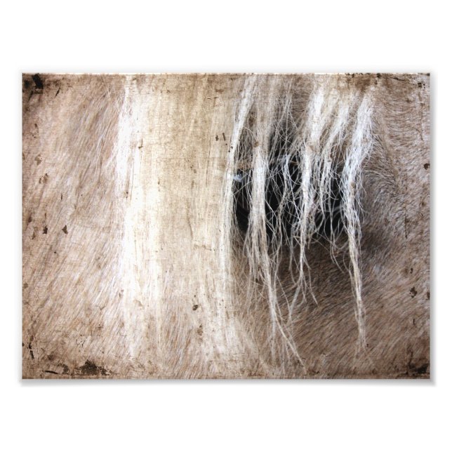 Palomino Grunge Fototryck (Framsidan)