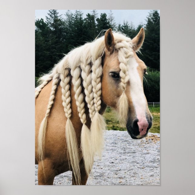 Palomino gypsy vanner horse poster (Framsidan)