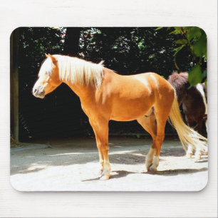 Palomino-häst Musmatta