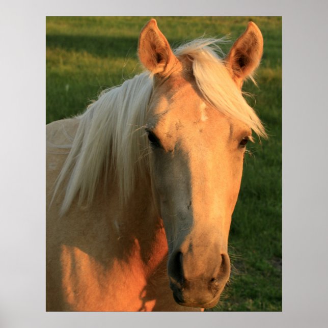 Palomino-häst Poster (Framsidan)