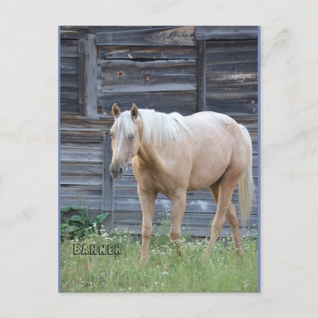 Palomino-hästpostkort Vykort (Framsida)