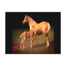 Palomino Horse and Colt Postcard