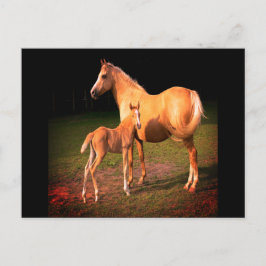 Palomino Horse and Colt Postcard Vykort