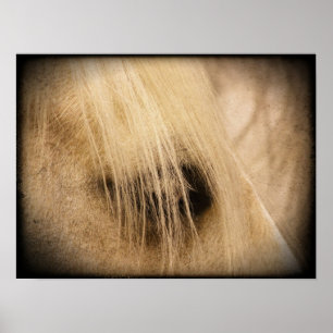 Palomino Horse Ansikte Side Grunge Poster