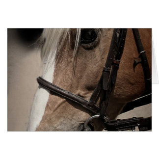 Palomino Horse in Bridle Hälsningskort