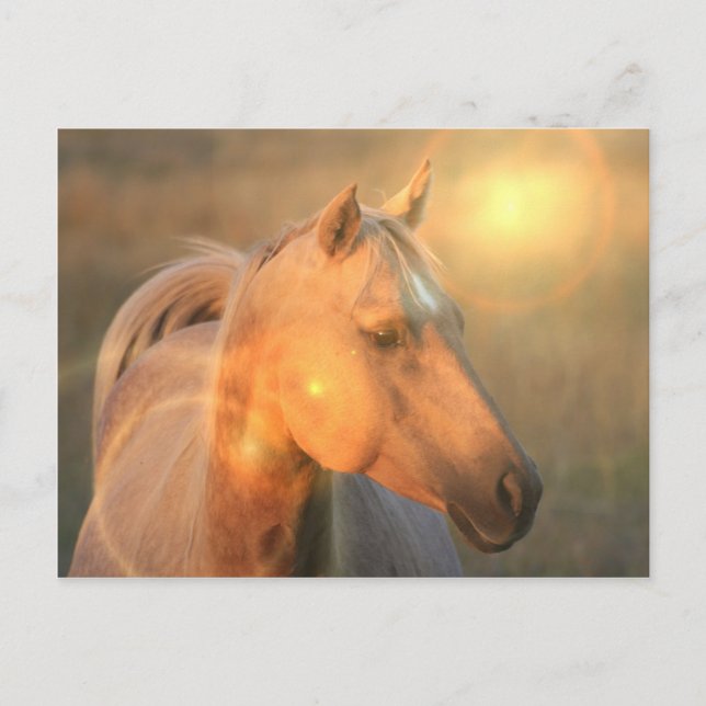 Palomino Horse in Light Postcard Vykort (Framsida)