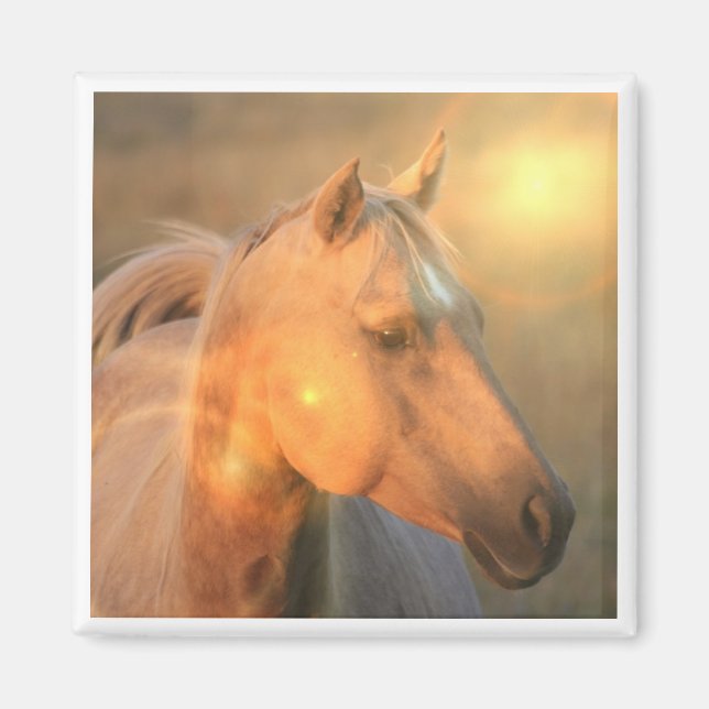 Palomino Horse in Light Square Magnet (Framsidan)