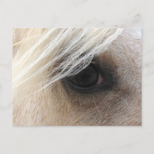 Palomino Horse Öga Vykort
