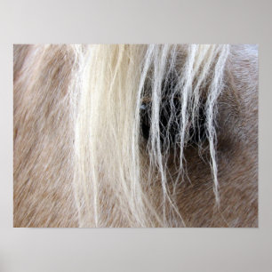 Palomino Horse Poster