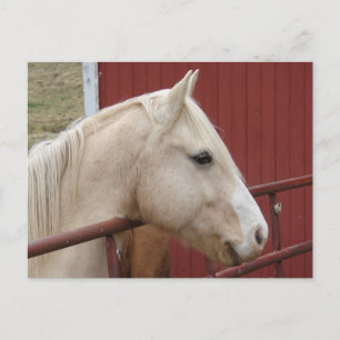 Palomino Horse Red Barn Red Grind Vykort