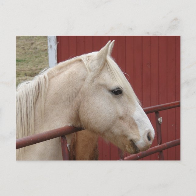 Palomino Horse Red Barn Red Grind Vykort (Framsida)