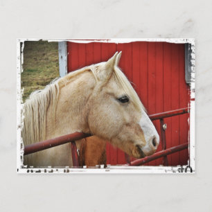 Palomino Horse Red Barn Vykort