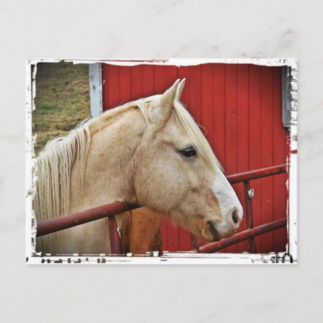 Palomino Horse Red Barn Vykort (Framsida)