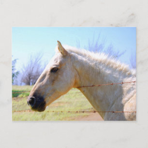 Palomino Horse vid vykort för stängsel