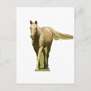 Palomino Horse Vykort