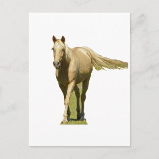 Palomino Horse Vykort