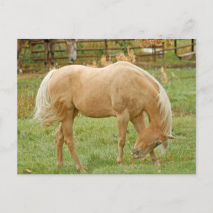 Palomino Horse Vykort