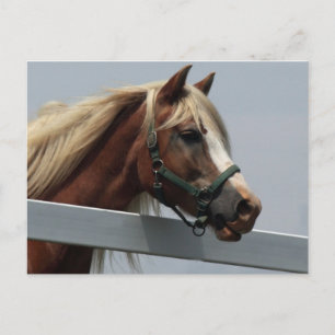 Palomino Horse Vykort