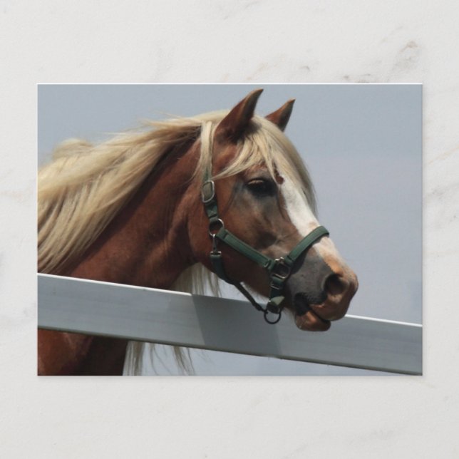 Palomino Horse Vykort (Framsida)