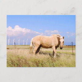 Palomino Horse with Windmills vycard Vykort