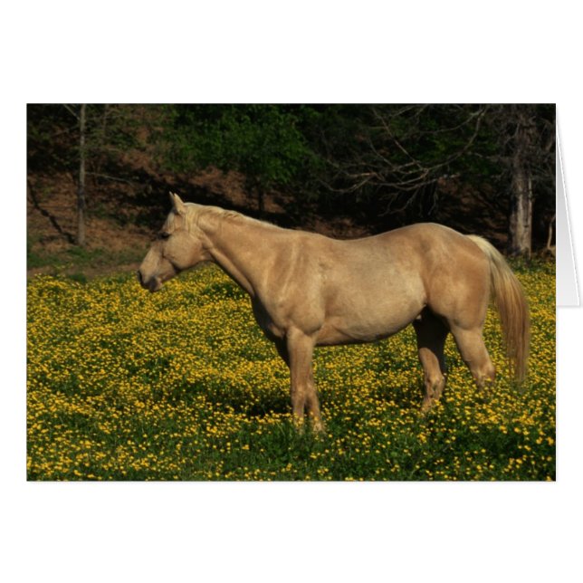 Palomino i Gula blommor Hälsningskort (Framsidan Horizontal)