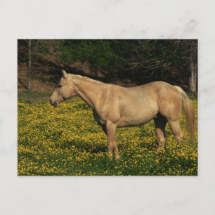 Palomino i Gula blommor Vykort