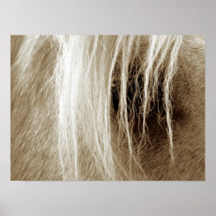 Palomino i Sepia Poster