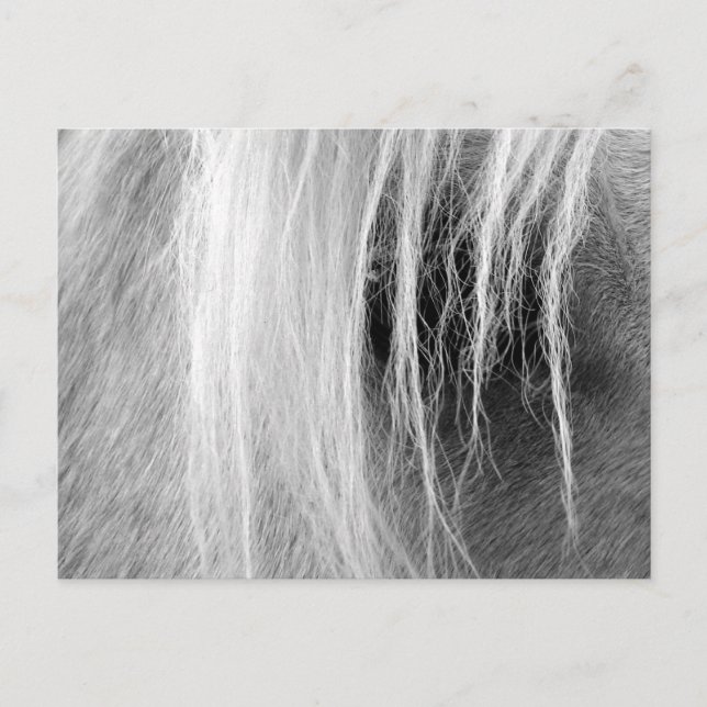 Palomino i svart och vitt vykort (Framsida)