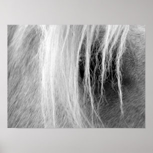 Palomino in Black and White Poster