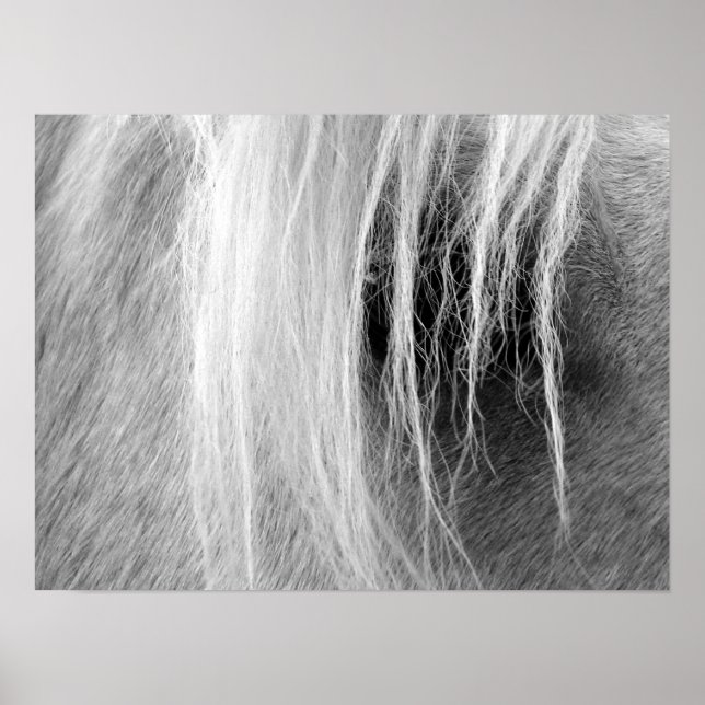 Palomino in Black and White Poster (Framsidan)