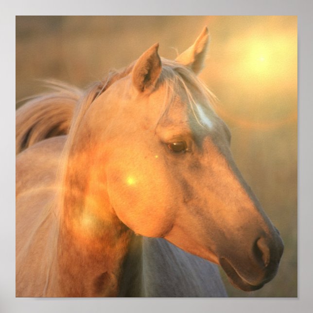 Palomino Kanvastryck Poster (Framsidan)
